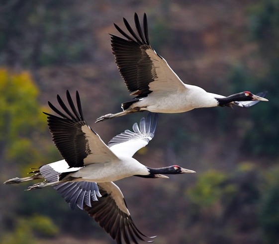 Drive to Gangtey – Black Necked-Crane valley (2,900m/9,510ft)