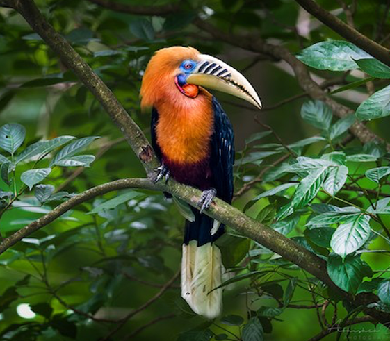 Bird Watching in Yongkorla