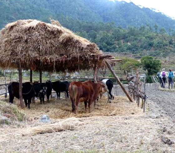 Becoming a farmer for the day & experiencing Archery in the  Drongthang village