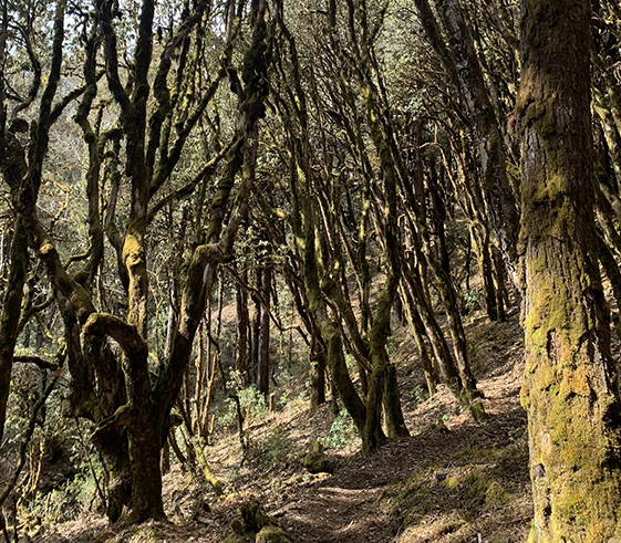 Jungle Walk to Dochula and camp below Lungchutse Lhakhang